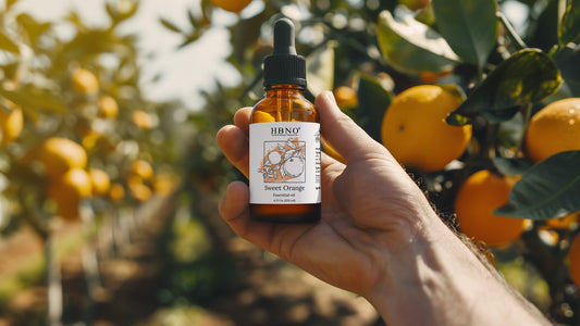 Cultivating and Harvesting Quality Orange Oil: From Orchard to Essential Oil