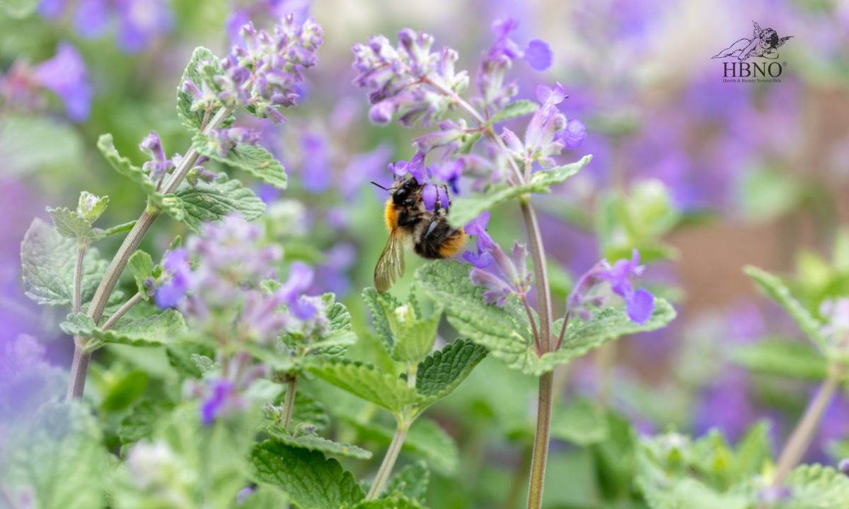 Peppermint Oil for Bees