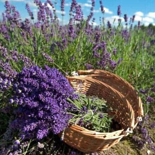 Bulgaria Lavender Essential Oil: Bulk Supplier & Benefits