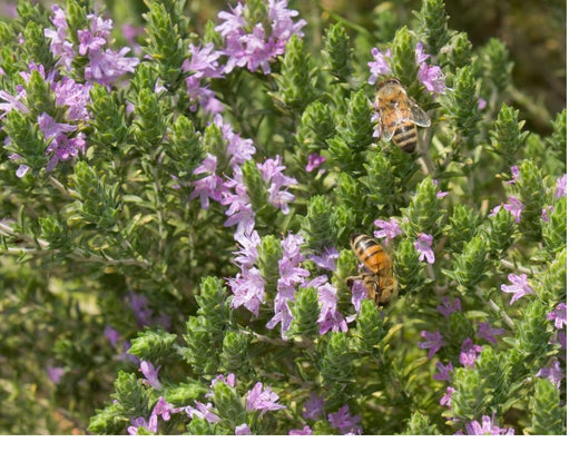 thyme oil for varroa mites